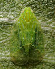 Kallitaxila granulata