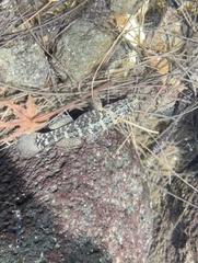 Eleotris sandwicensis