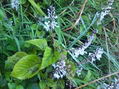 Plectranthus ciliatus