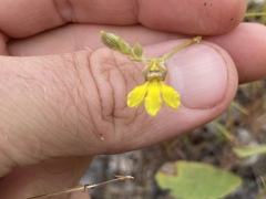 Goodenia armitiana
