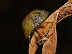 Solenotichus circuliferus