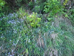 Plectranthus ciliatus