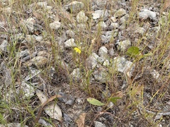 Goodenia armitiana