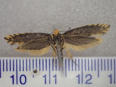 Moerarchis clathrata