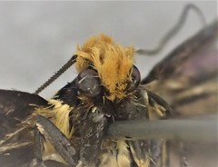 Moerarchis clathrata