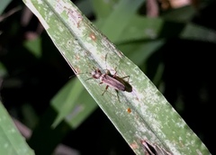 Paromius longulus