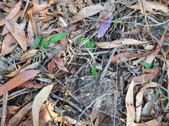 Chiloglottis curviclavia