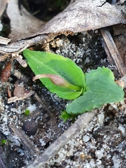 Chiloglottis curviclavia
