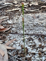 Pterostylis clivosa