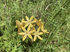 Triteleia ixioides scabra