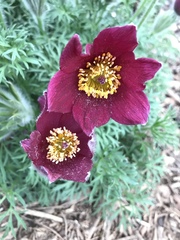 Pulsatilla rubra