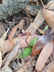 Chiloglottis curviclavia