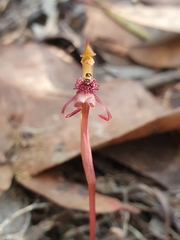 Chiloglottis curviclavia