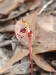 Chiloglottis curviclavia