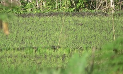 Gallirallus torquatus