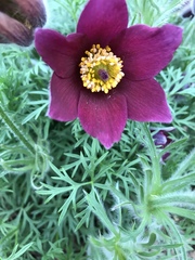 Pulsatilla rubra