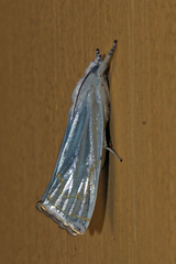 Eschata
