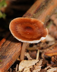 Lentinellus tasmanicus