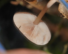 Lentinellus tasmanicus