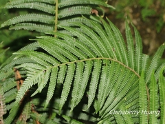 Sphaerostephanos taiwanensis