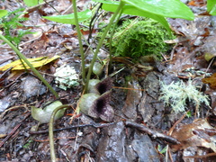 Hexastylis shuttleworthii