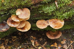 Armillaria hinnulea
