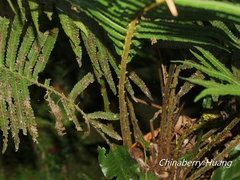 Sphaerostephanos taiwanensis