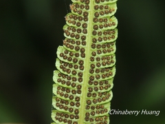 Sphaerostephanos taiwanensis