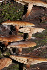 Armillaria hinnulea
