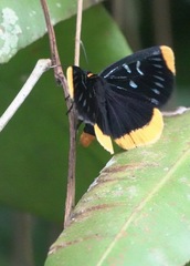Ophthalmis lincea