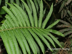 Sphaerostephanos taiwanensis