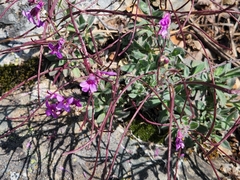 Arabis blepharophylla