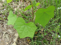 Menispermum dauricum