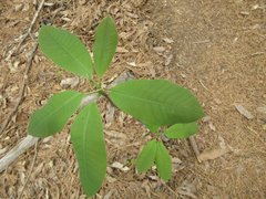 Magnolia obovata