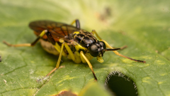 Stratiomyomorpha
