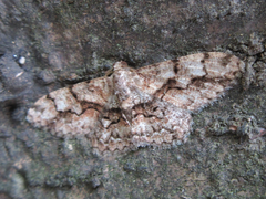 Satoblephara parvularia