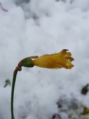 Narcissus minor asturiensis