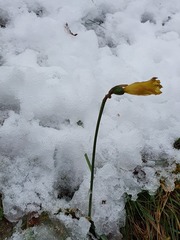 Narcissus minor asturiensis