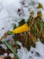 Narcissus minor asturiensis
