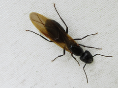 Camponotus concavus