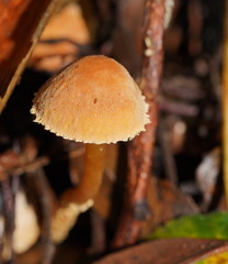 Cystoderma muscicola