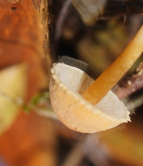 Cystoderma muscicola