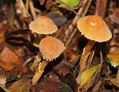 Cystoderma muscicola