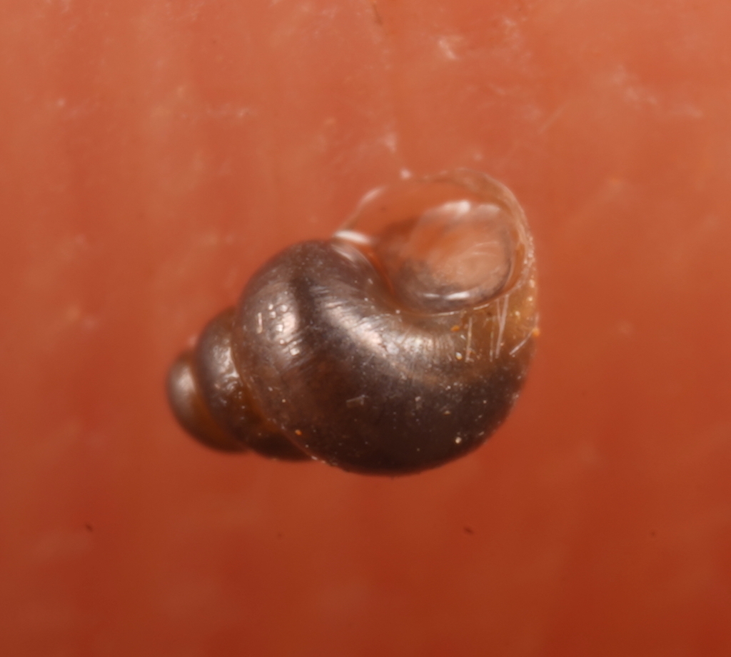 Austropyrgus colludens