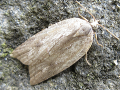 Acleris hispidana