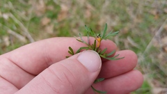 Perideridia americana