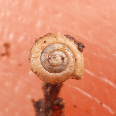 Punctidae