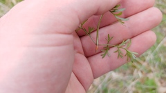 Perideridia americana