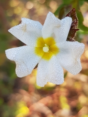 Cistus × florentinus