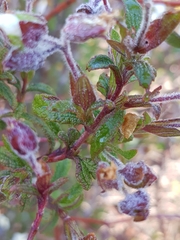 Cistus × florentinus